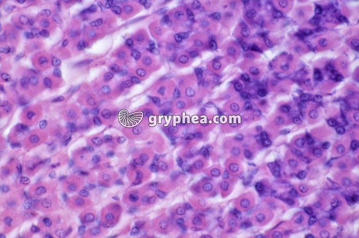 Estomac Lapin x160 - gryphea.org